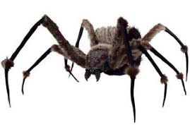 shape shifting for beginners lunasonline