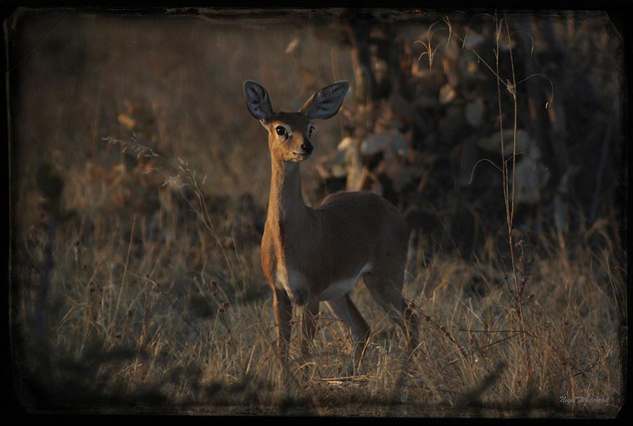 steenbok-by-nigel-whitehead-on-safari-wildlife-photography.jpg