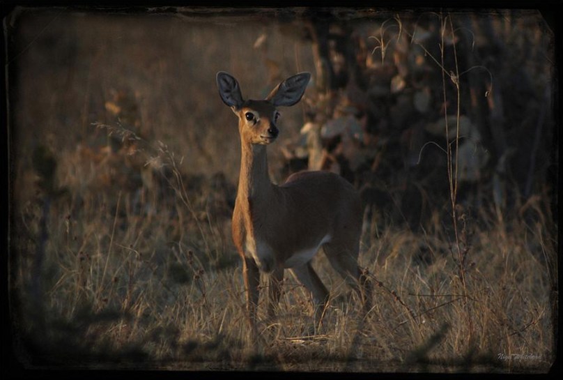 steenbok-by-nigel-whitehead-on-safari-wildlife-photography.jpg