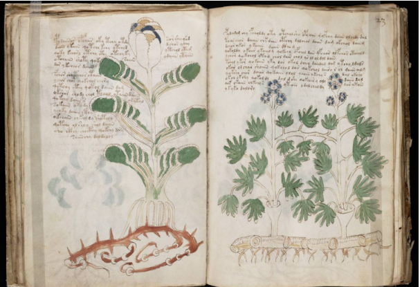 The Book lunasonline Voynich more Plants Credit Yale University