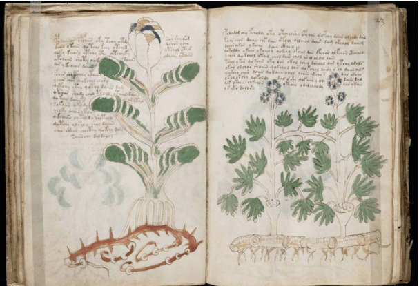 The Book lunasonline Voynich more Plants Credit Yale University