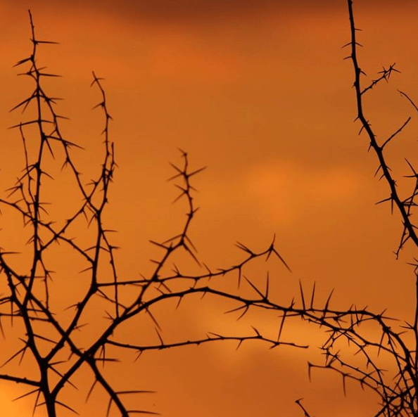 Thorns - Sunset in the Lowveld by Nigel Whitehead
