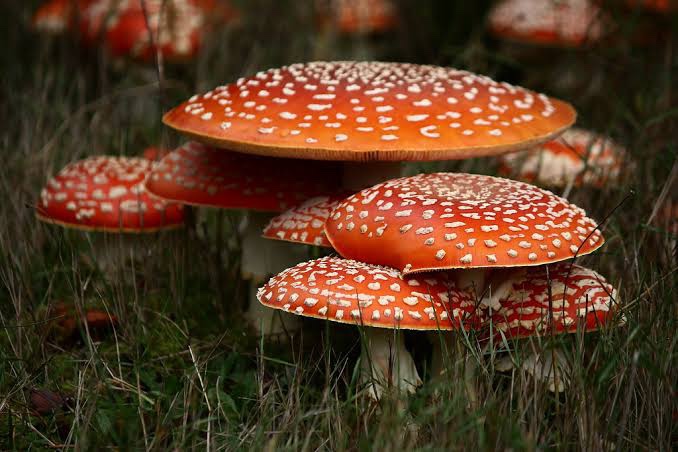 what do you see 14 by chris hall lunasonline