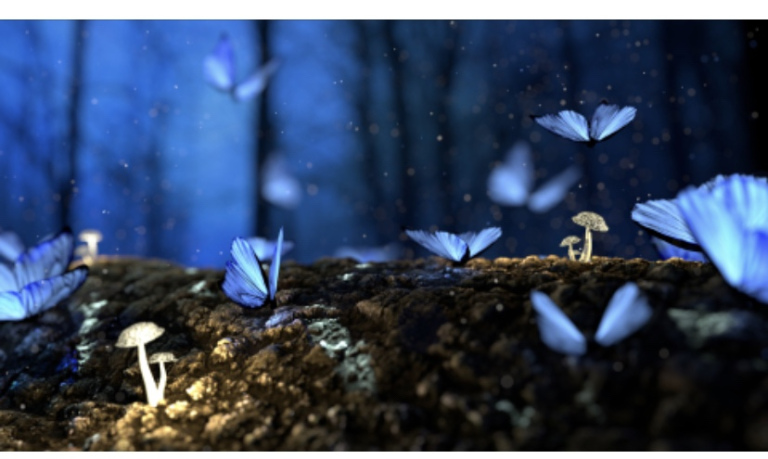 For visually challenged reader, the image shows a woodland scene, where blue butterflies are sitting on the forest floor among tiny mushrooms. Tall trees are visible in the background.