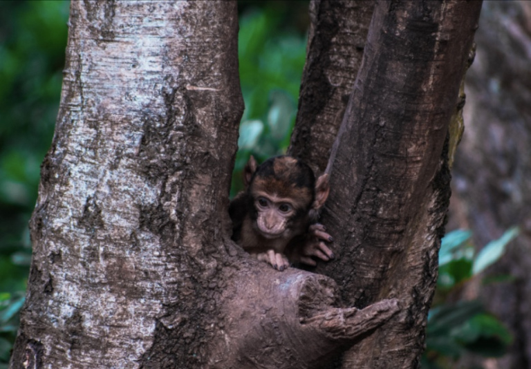 The image shows a baby monkey looking down from branches of a tree.