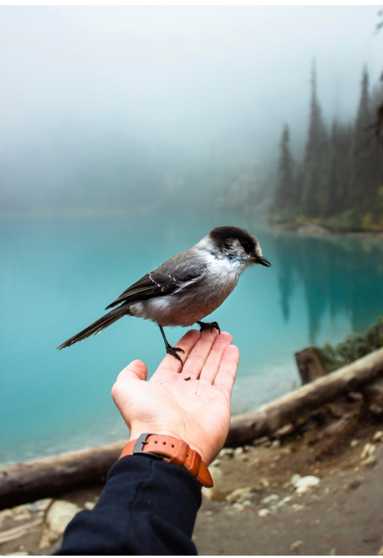 The image shows a hand extended out with a little bird sitting on it. In the background one can see a lake and its shore in distance.