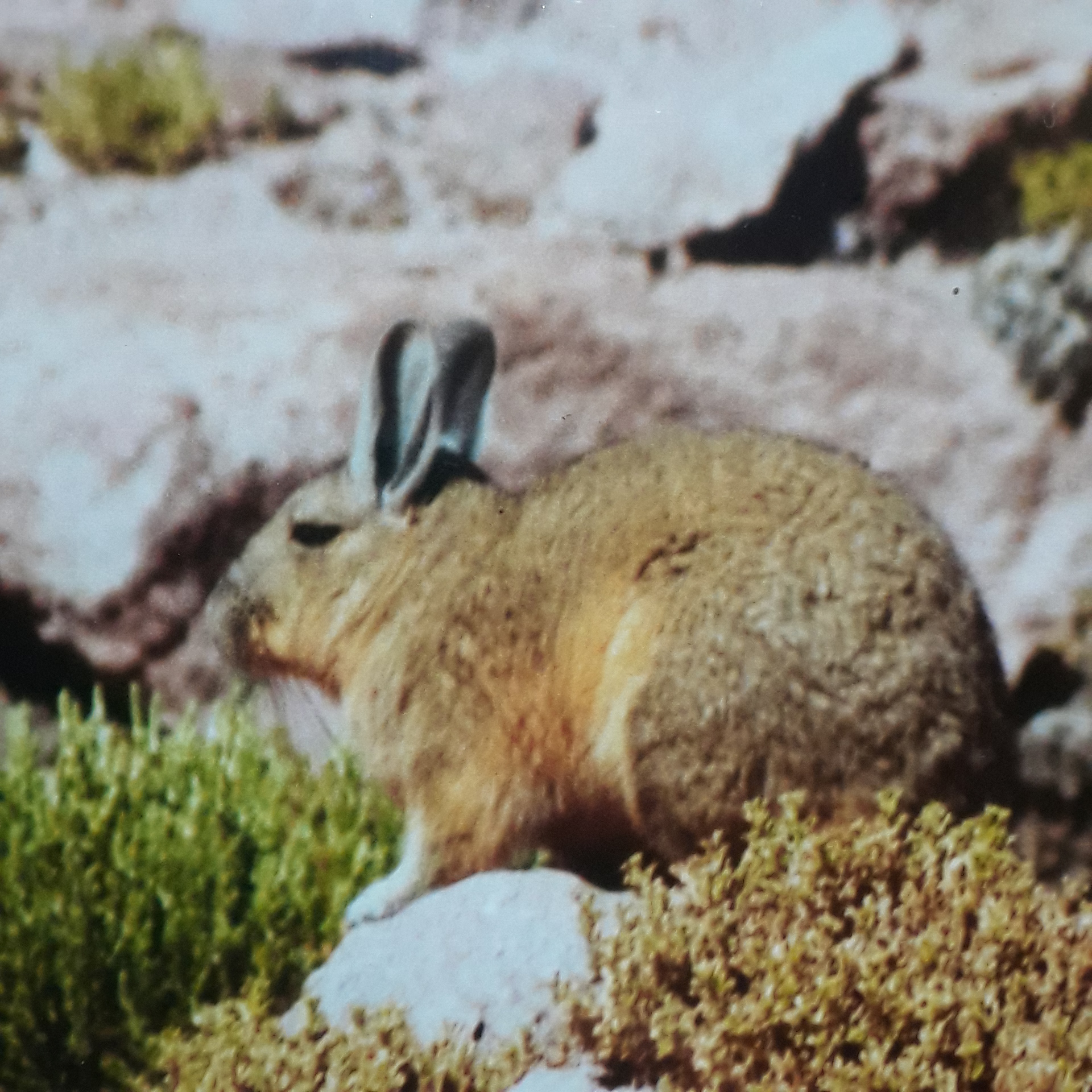 Little Inspirations: chasing rabbits – luna's on line